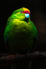 Yellow-crowned parakeet