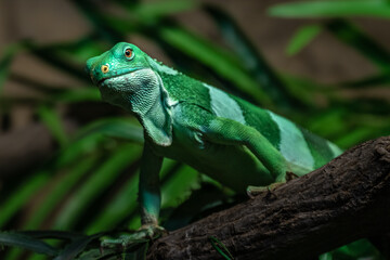 Fiji banded iguana