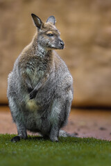 Red-necked wallaby