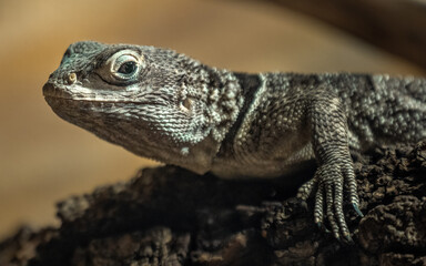 Madagascan collared iguana