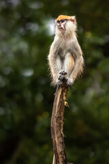 Red Guenon