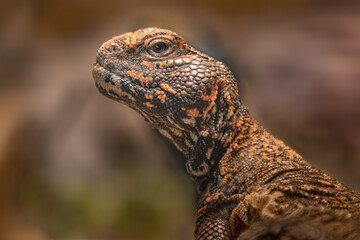 Trnorep skalní (Uromastyx acanthinura)