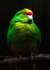 Yellow-crowned parakeet