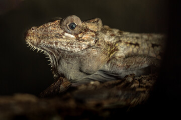 Brown anole