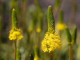 ブルビネラ・フロリブンダの黄色い花