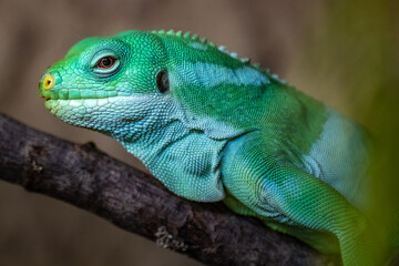 Fiji banded iguana