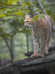 Eurasian lynx