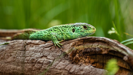 Sand lizard