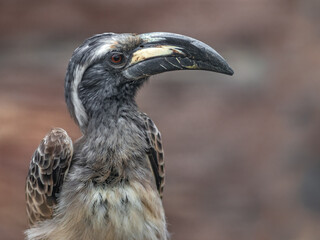 African grey hornbill
