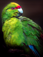 Yellow-fronted Parakeet