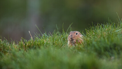 European ground squirrel
