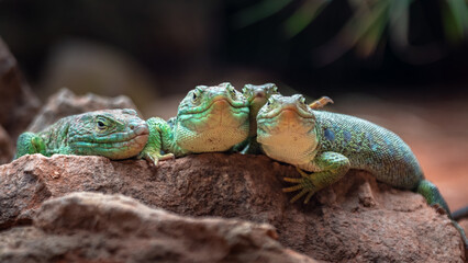 Ocellated lizard