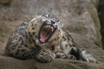 Snow leopard (Irbis)