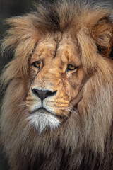 Obraz na płótnie Canvas Panthera leo melanochaita