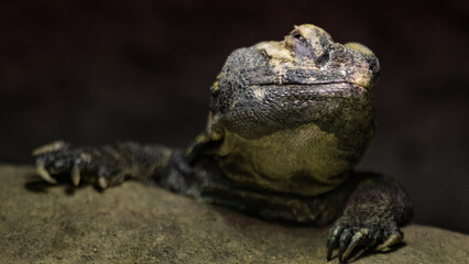 Trnorep skalní (Uromastyx acanthinura)