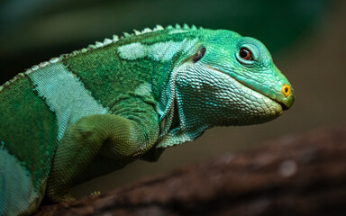 Fiji banded iguana
