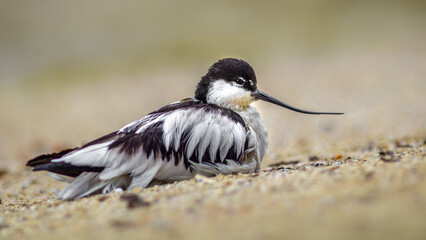 Pied avocet