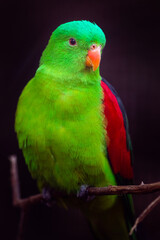 Fototapeta na wymiar Red-winged parrot