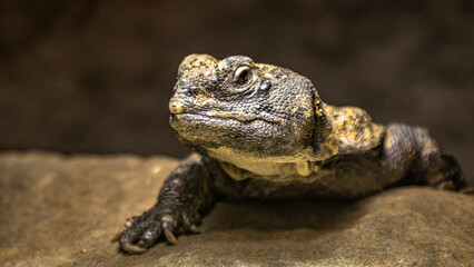 Trnorep skalní (Uromastyx acanthinura)