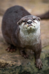 Asian small-clawed otter