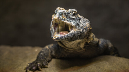 Trnorep skalní (Uromastyx acanthinura)