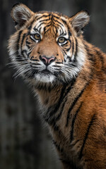 Sumatran tiger