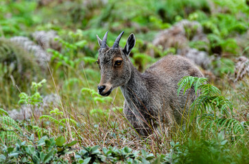 Wild goat Nilgiri Tahr