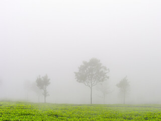 Fototapeta premium Tea gardens