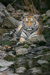 Siberian tiger