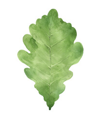 柏の葉っぱの水彩画