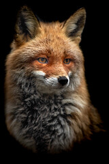 Red fox