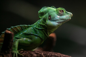 Plumed basilisk