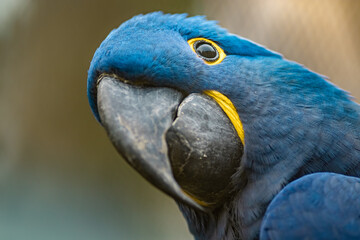 Hyacinth macaw