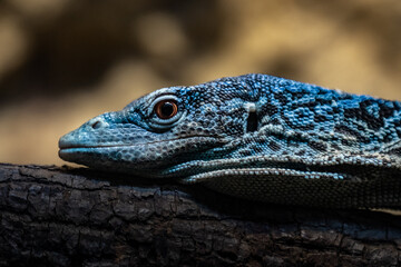 Blue-spotted tree monitor