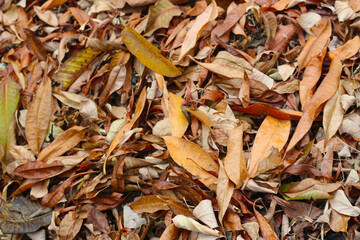 Brown dry leaves for backdround.