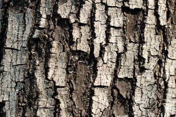 Brown bark of the tree