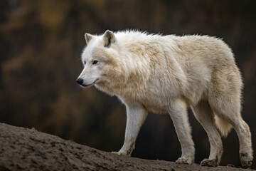 Arctic wolf