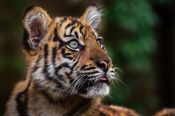 Little sumatran tiger
