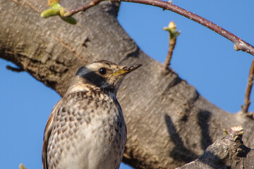 東京港区南青山2丁目のツグミ