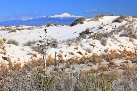 Yucca in the White Sand at White Sands National Park in New Mexico, USA 