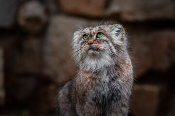 Pallas's cat