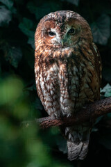 Tawny owl