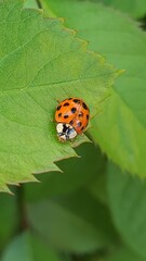 Ladybug on a green leaf. Ladybug. Plants. Green. Nature. 