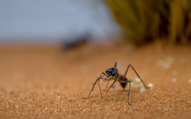 Mravenec buldočí (Myrmecia pyriformis)