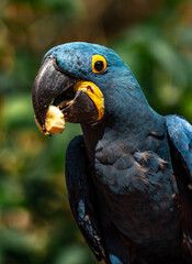 Portrait of Hyacinth macaw.