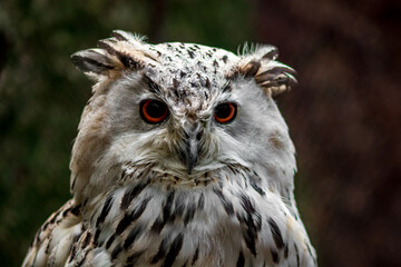 Eurasian Eagle Owl