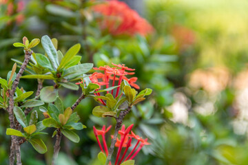 red flowers in the garden
