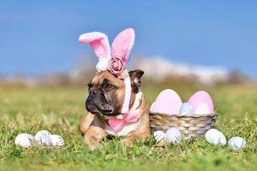 French Bulldog dog with rabbit costume ears next to easter eggs
