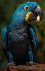 Portrait of Hyacinth macaw.