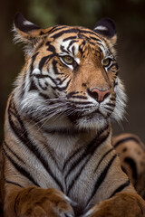 Portrait of Sumatran tiger